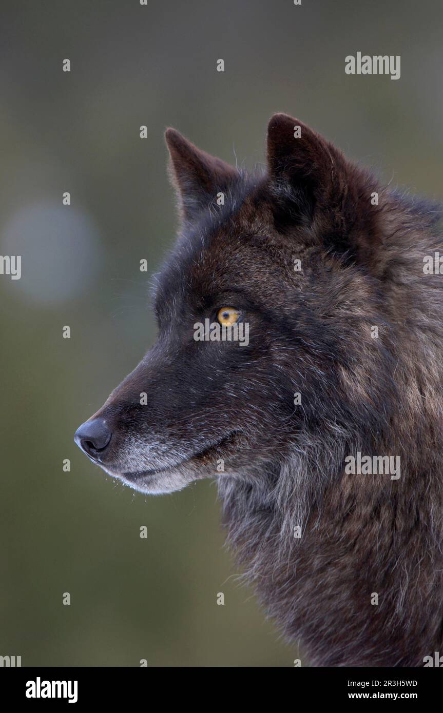 Timber Wolf (Canis lupus), schwarze Form, Erwachsener, Nahaufnahme des Kopfes, Montana (U.) S. A. Stockfoto