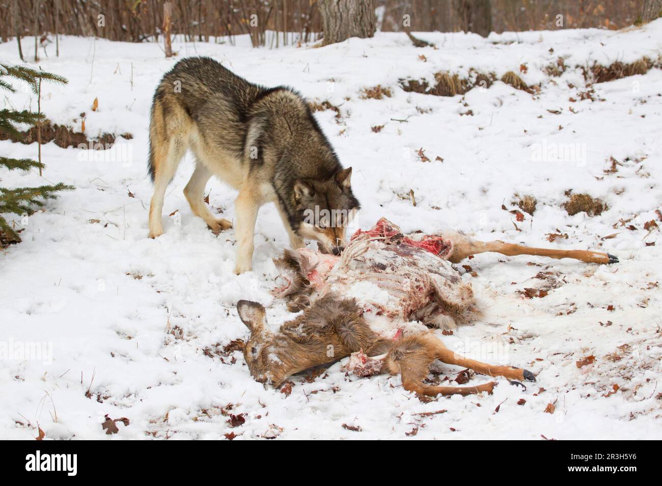Grauer Wolf (Canis lupus), ausgewachsener Mann, Fütterung von Weißwedelhirschen (Odocoileus virginianus), die im Schnee ausbeuten, Minnesota, USA Januar (in Stockfoto