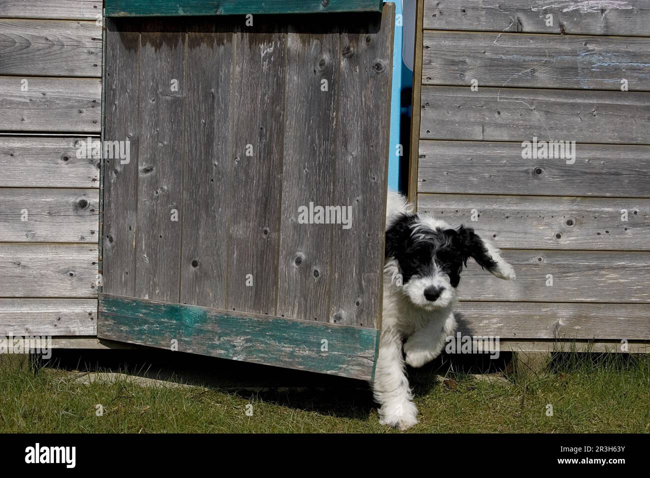 Haushund, Cockapoo, Hündchen, verläßt Schuppen, England, Vereinigtes Königreich Stockfoto