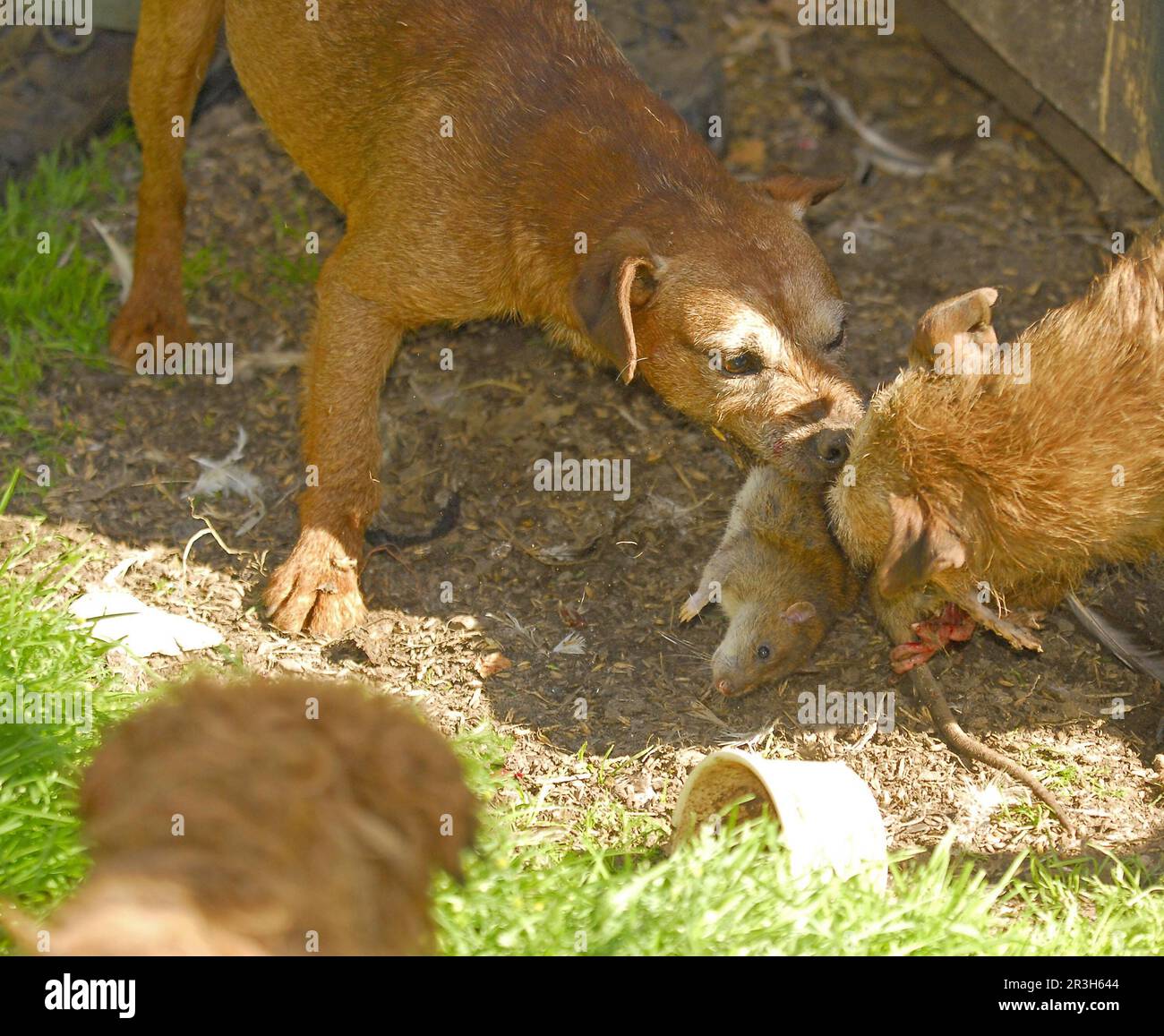 Haushund, Grenzterrer, Angriff auf die Braune Ratte (Rattus norvegicus), Ratte auf dem Bauernhof, England, Vereinigtes Königreich Stockfoto