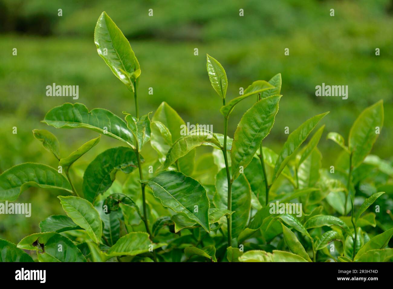 Teefabrik, Sungai Palas, Boh Tea Estate, Cameron Highlands, Malaysia Stockfoto