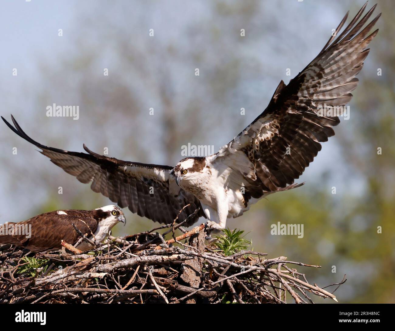 Osprey landet im Nest, Quebec, Kanada Stockfoto