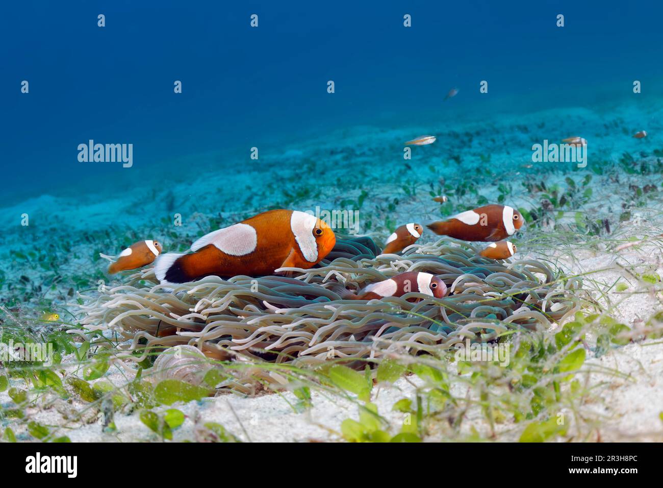 Saddleback-Clownfisch (Amphiprion polymnus), Jungfische, Korkenzieher-Anemone (Macrodactyla doreensis), Seegraswiesen, Sulu-Meer, Pazifischer Ozean, Palawan Stockfoto