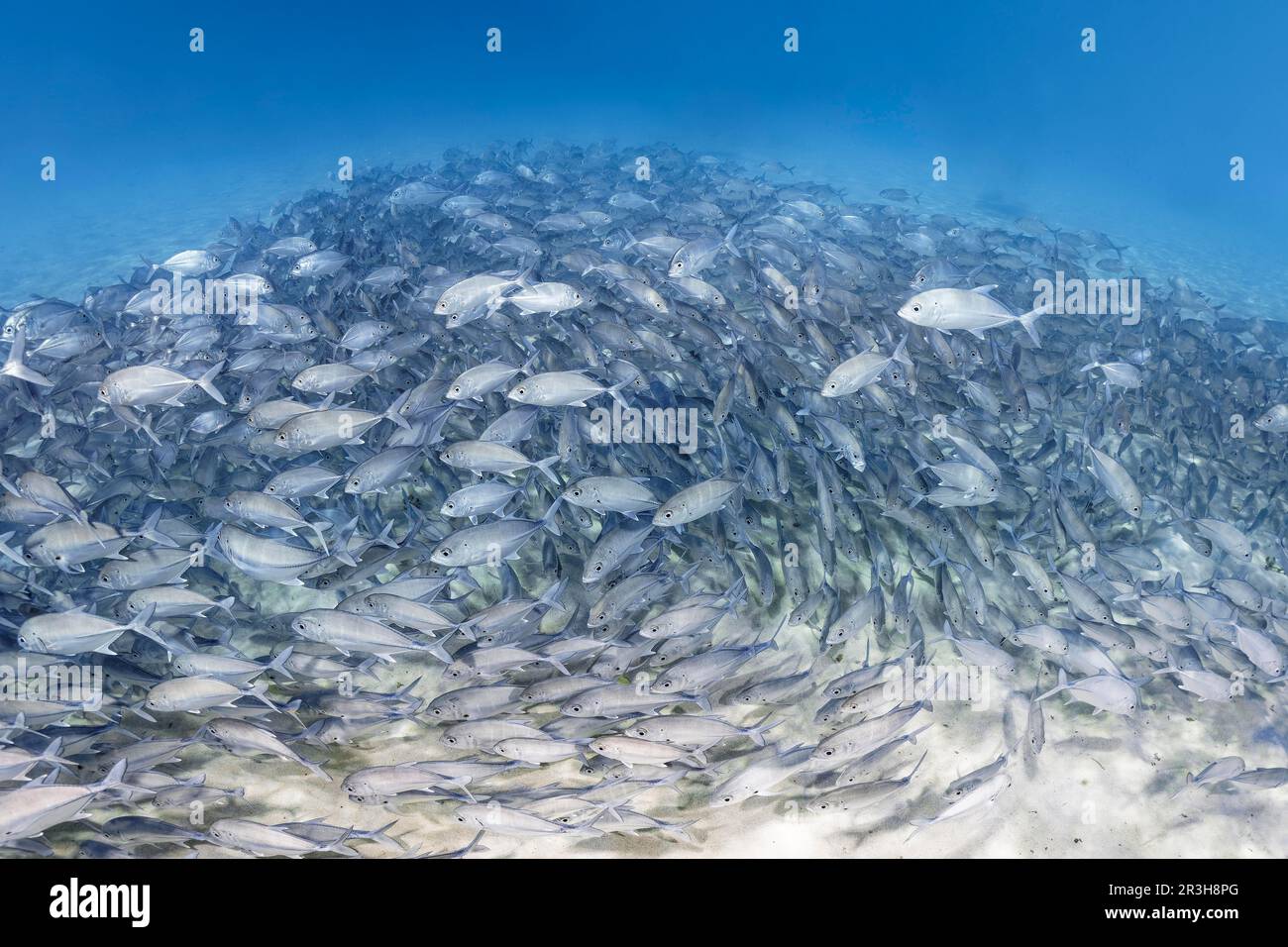 Große Schule von Jungfischen, Großaugen-Trevally (Caranx sexfasciatus), schwimmen über Sandboden, umkreisen, umkreisen, Sulu-Meer, Pazifik, Palawan Stockfoto
