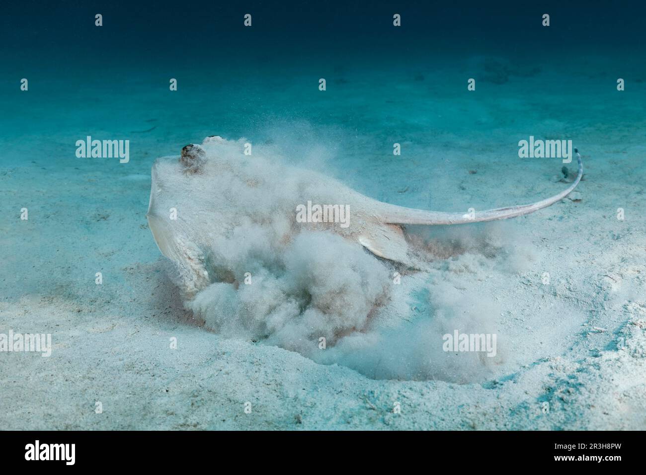 Stachelrochen (Neotrygon kuhlii) oder Kuhl aus Sandboden, Sulu-Meer, Pazifischen Ozean, Palawan, Calamian Islands, Philippinen Stockfoto