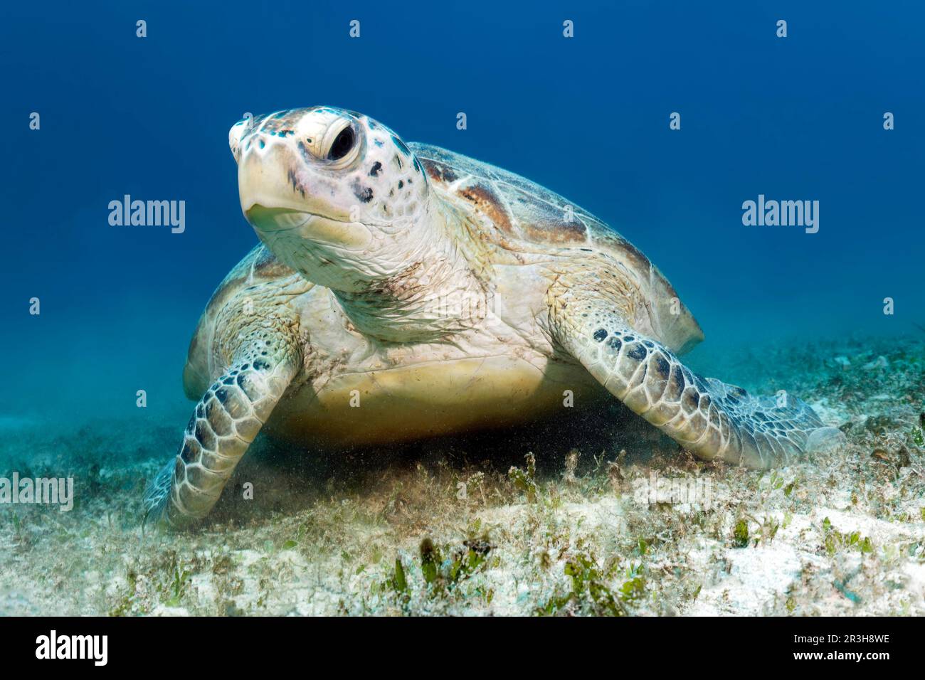 Grüne Schildkröte (Chelonia mydas) von vorne, Seegraswiesen, Sulu-Meer, Pazifischer Ozean, Palawan, Calamian Islands, Philippinen Stockfoto