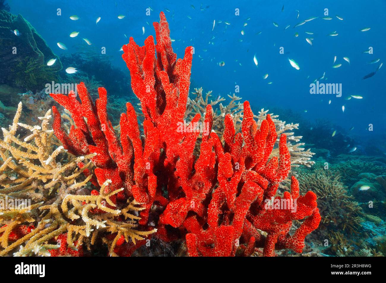 Roter Schwamm (Strongylacidon) (Desmacididae), Roter Dammfisch (Pomacentridae), Sulu-Meer, Pazifischer Ozean, Palawan, Calamian Islands, Philippinen Stockfoto