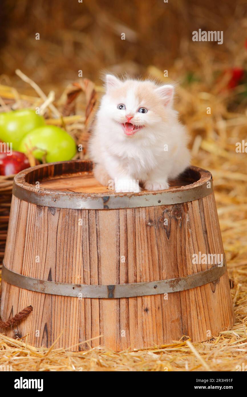 Britisches Longhair, Kätzchen, cremeweiß, 6 Wochen Stockfoto