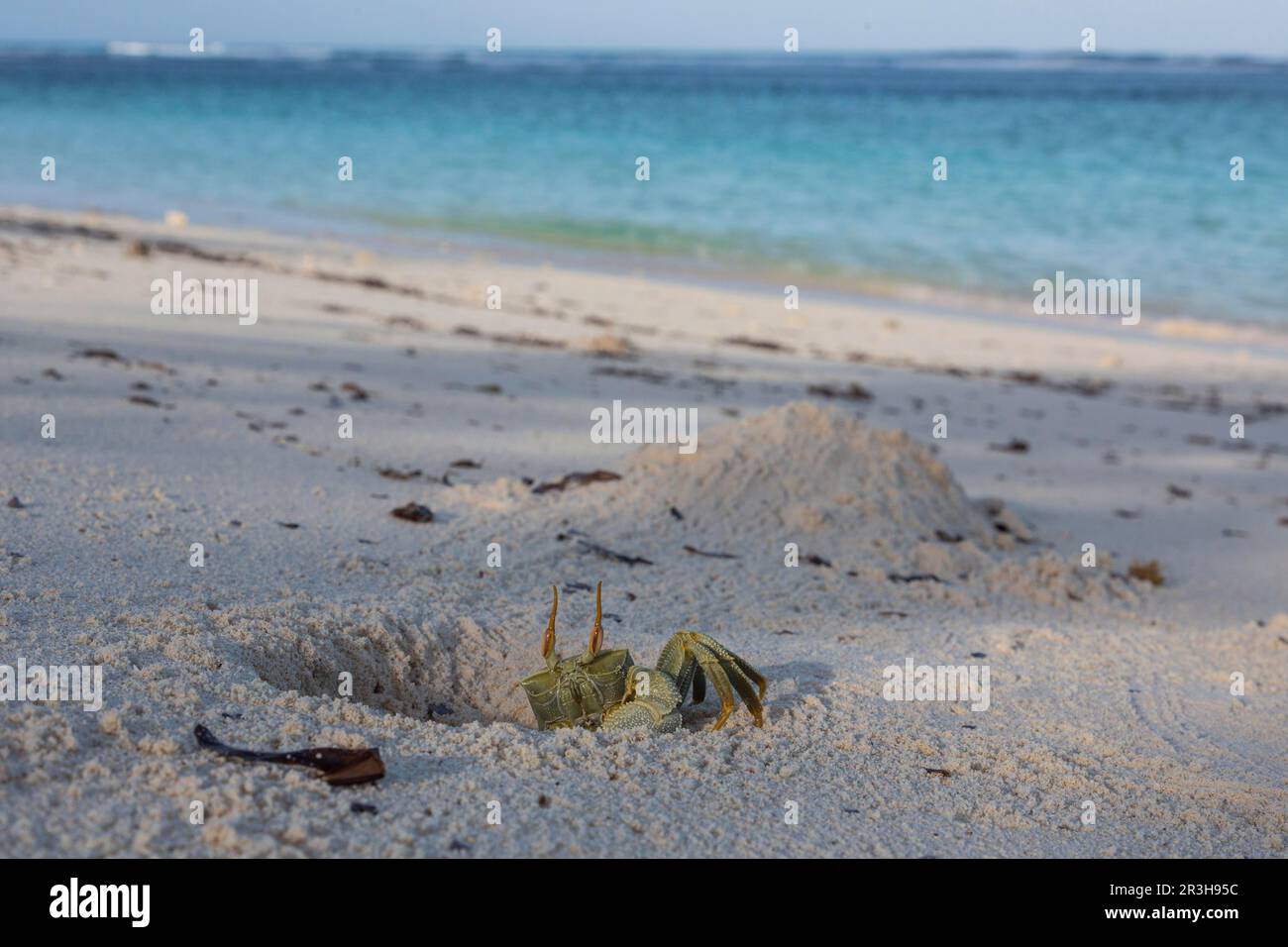 Geisterkrabbe (Ocypode), Vogelinsel, Seychellen Stockfoto