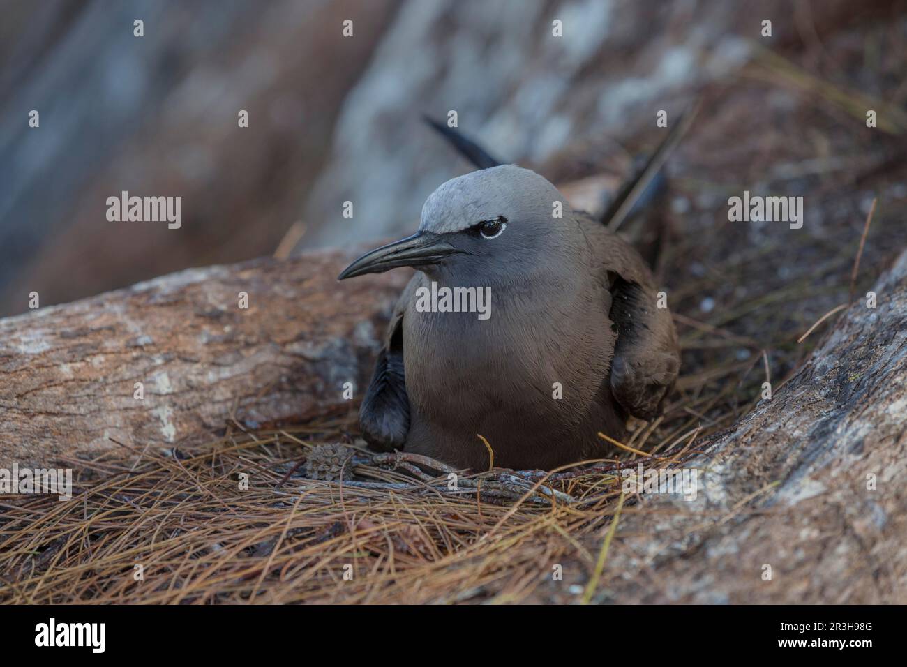 Noddy (Anous stolidus), Bird Island, Seychellen Stockfoto