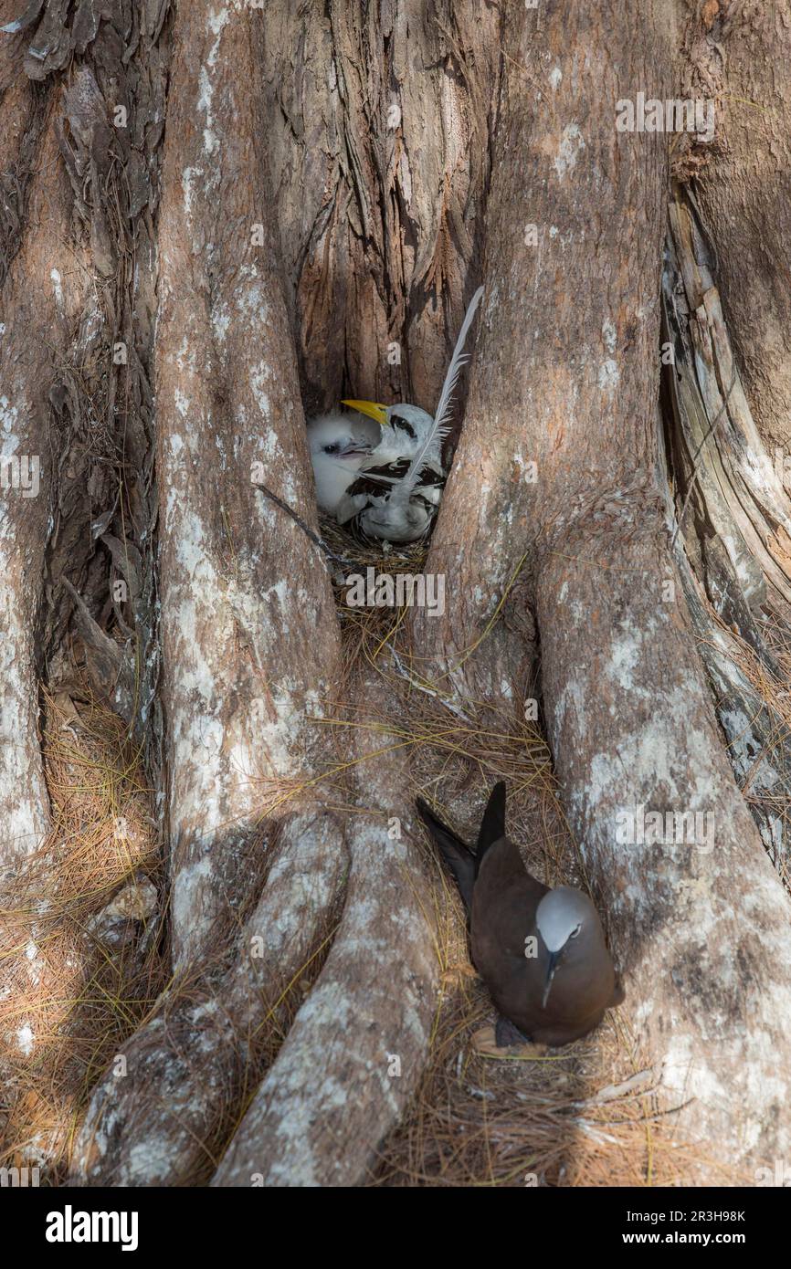 Noddy (Anous stolidus), Bird Island, Seychellen Stockfoto