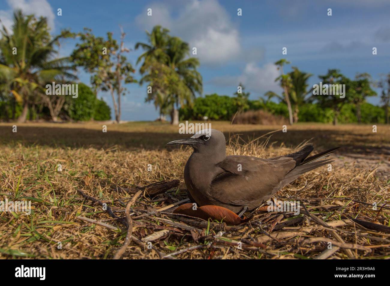 Noddy (Anous stolidus), Bird Island, Seychellen Stockfoto