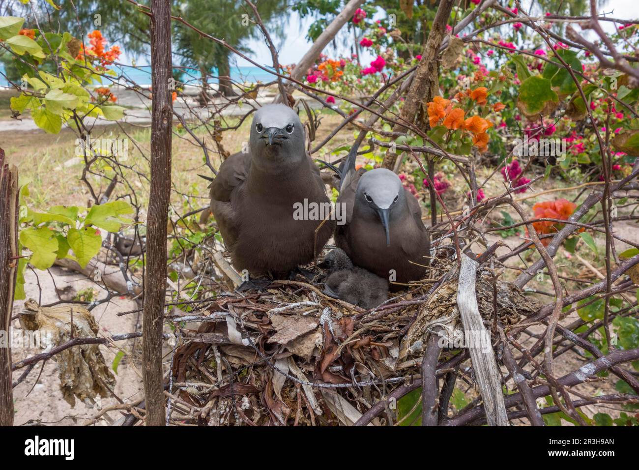 Noddy (Anous stolidus), Bird Island, Seychellen Stockfoto