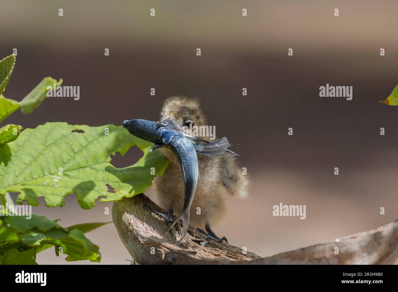 Weiße Seezunge (Gygis alba), Vogelinsel, Seychellen Stockfoto