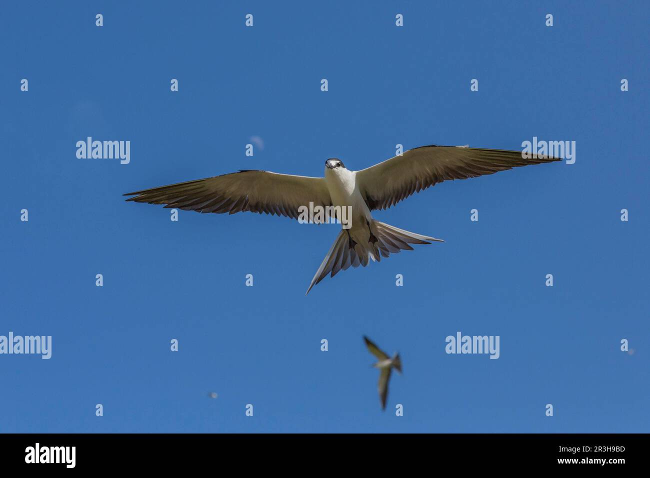 Russische Tern (), Vogelinsel, Seychellen Stockfoto