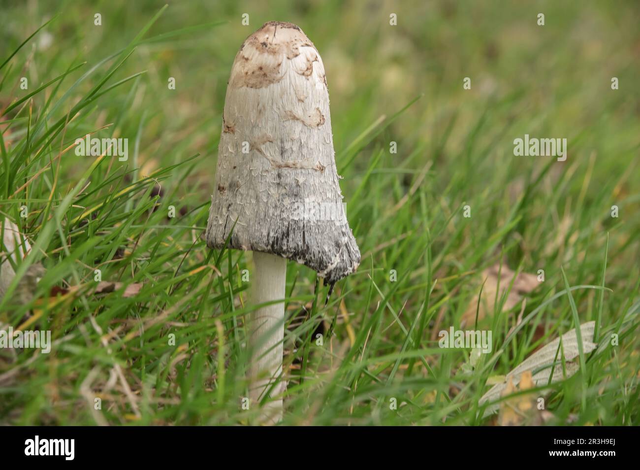 Kammkriecher Stockfoto