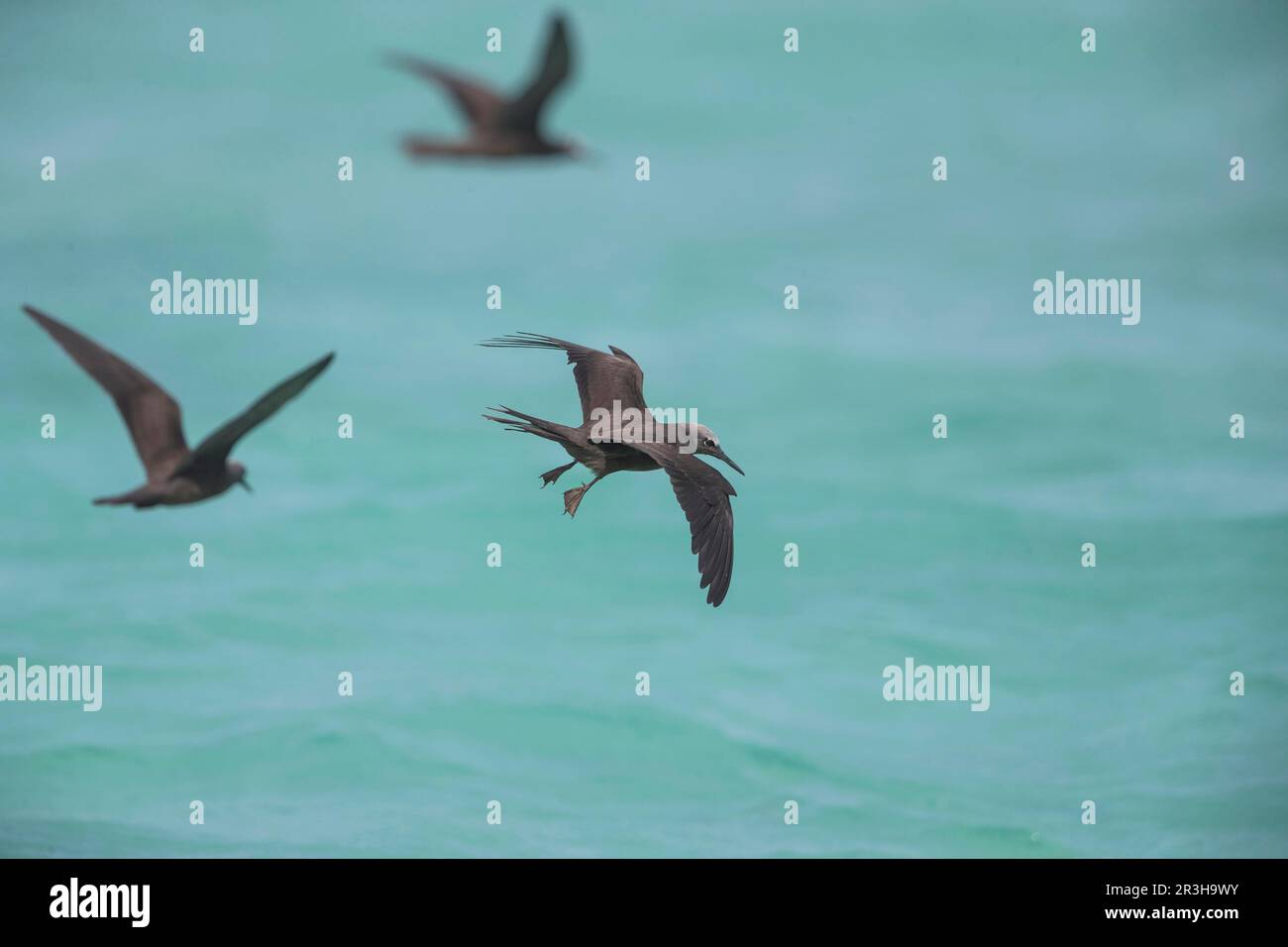 Noddy, Bird Island (Anous stolidus), Seychellen Stockfoto