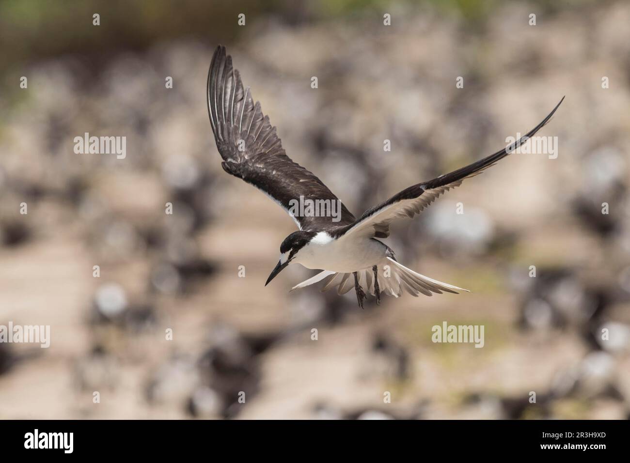 Russische Tern, Bir (Onychoprion fuscatus), Island, Seychellen Stockfoto