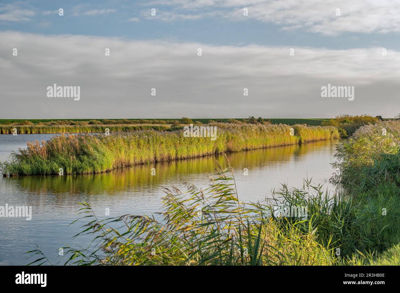 Reed-Zone Stockfoto