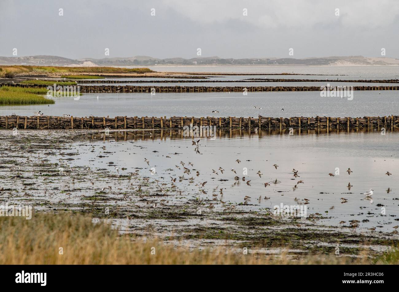 Vogelgebiet Stockfoto