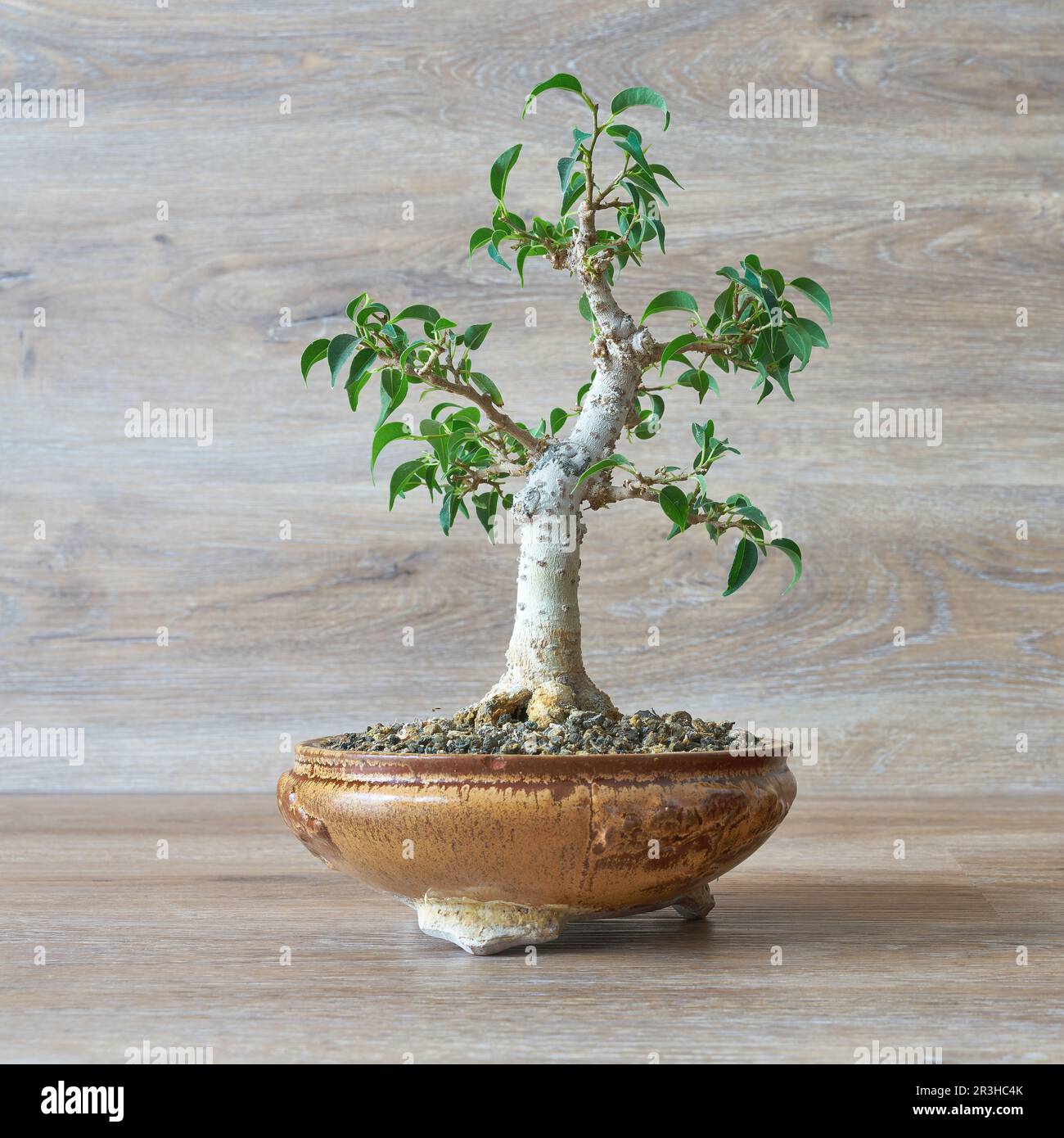 Weinende Feige, Ficus benjamina als Bonsai vor einem Holzhintergrund Stockfoto