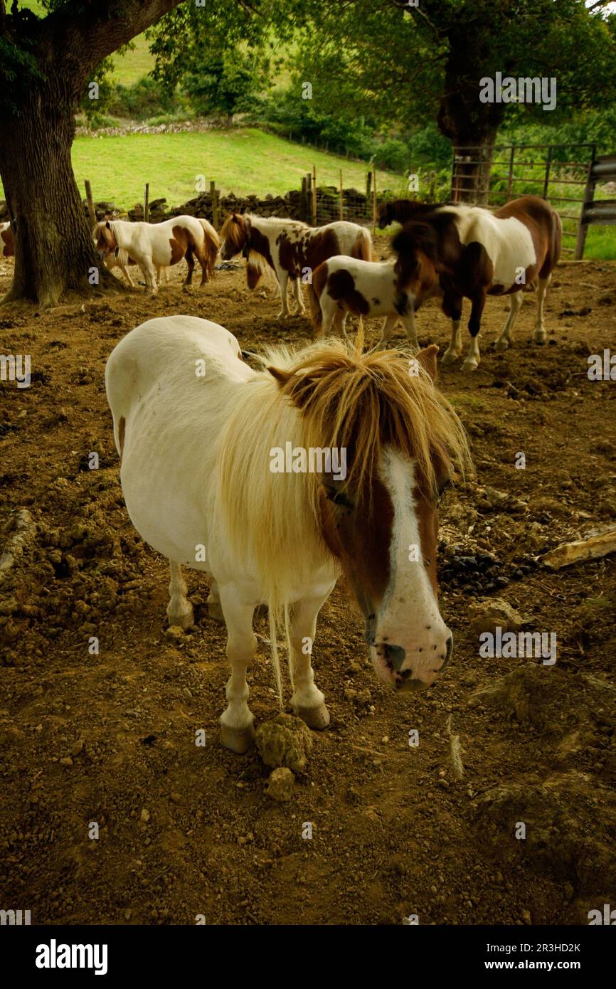 Ponys. Collada de Bailei. Baztan. Cordillera pirenaica. Navarra. España. Stockfoto