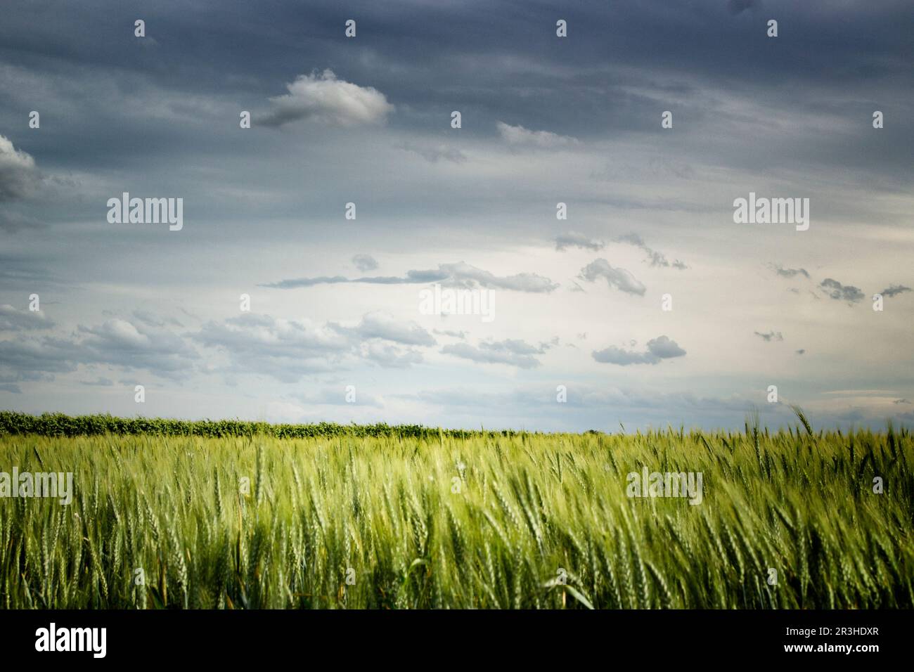 Weizenfelder auf dem italienischen Land Stockfoto