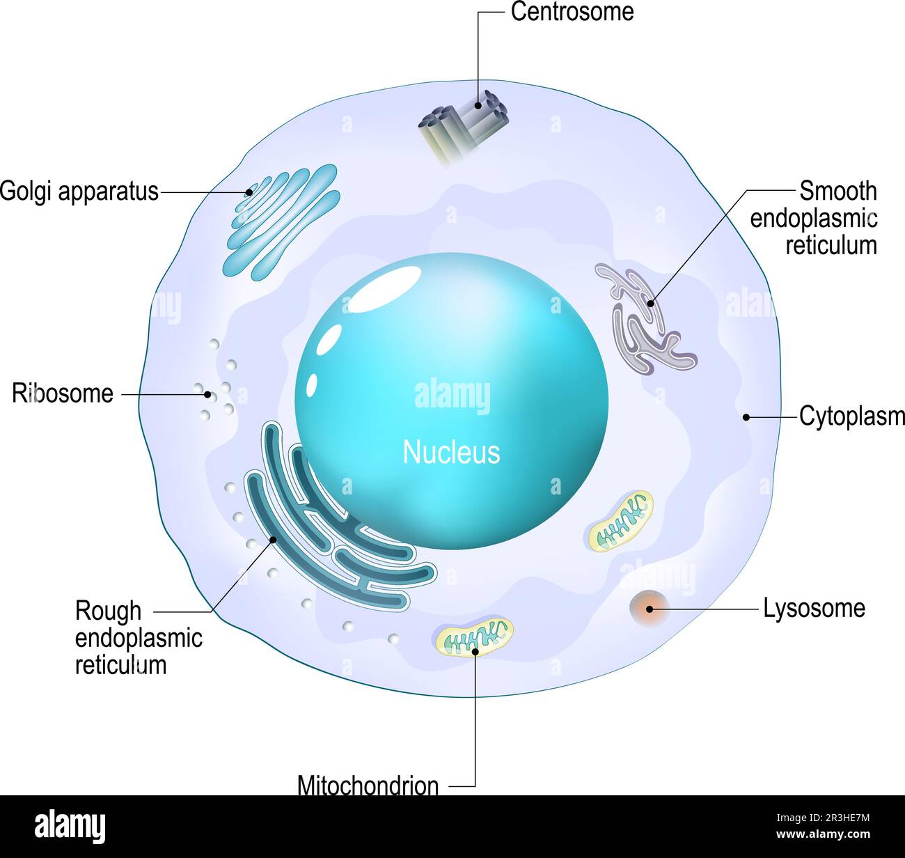 Zellorganellen. Struktur und Anatomie einer Tierzelle. Realistische Zelle auf weißem Hintergrund. Vektordarstellung. Poster für Bildung Stock Vektor