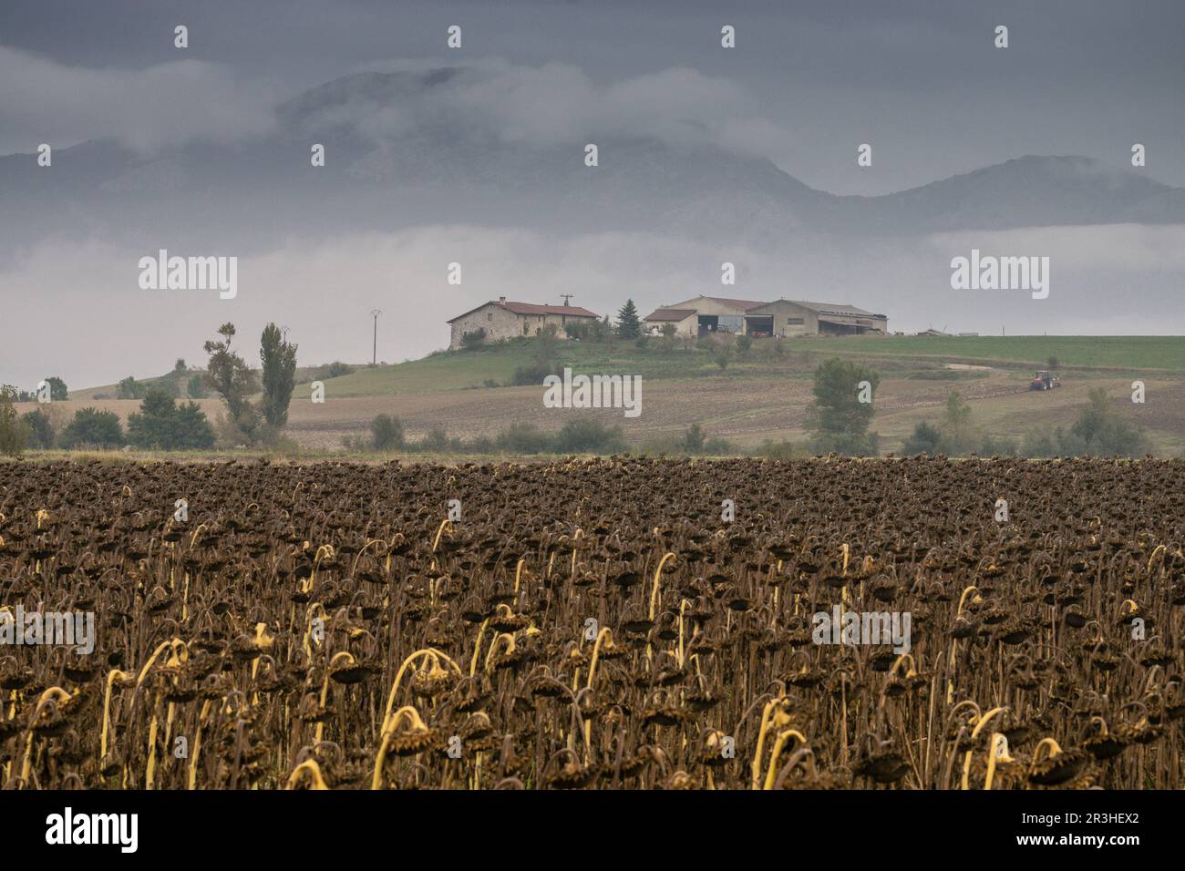 campo de girasoles secos, Arrizala, Alava, Euzkadi, Spanien. Stockfoto