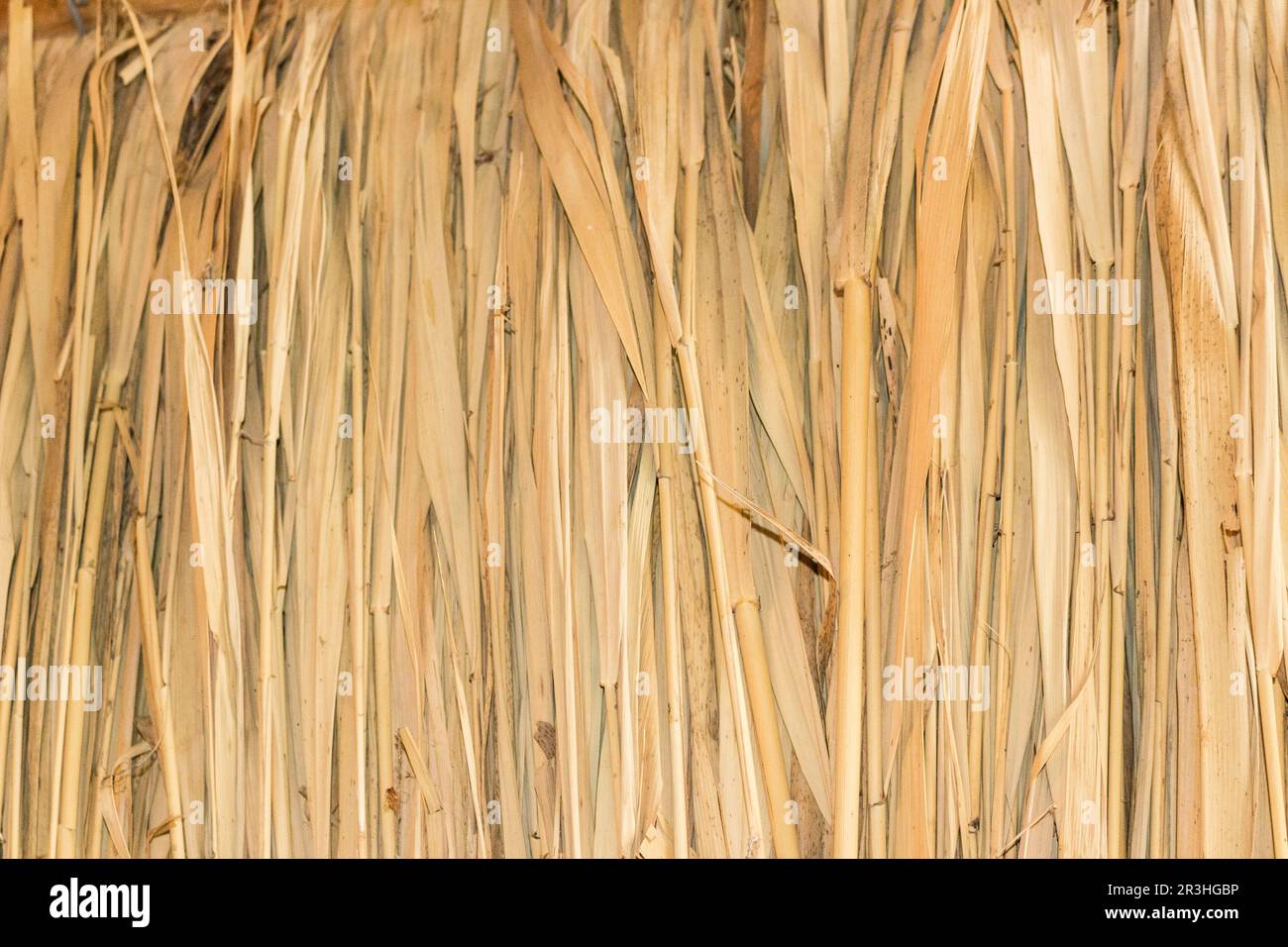 Marsh Plants Hütten Stockfoto