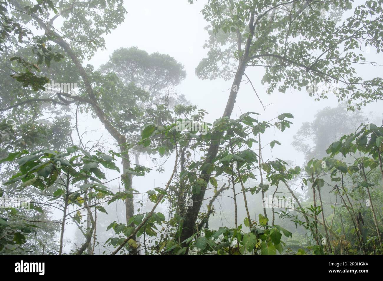 Bosque humedo, El Quiche, Sierra de Los Cuchumatanes, Guatemala, Mittelamerika. Stockfoto