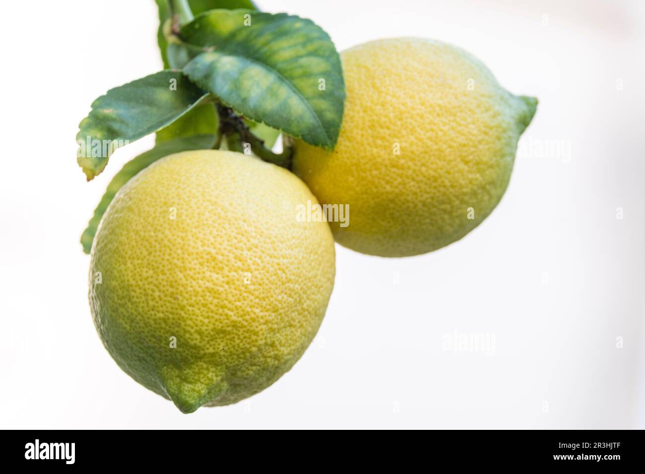 Zwei Zitronen auf dem Baum. Stockfoto