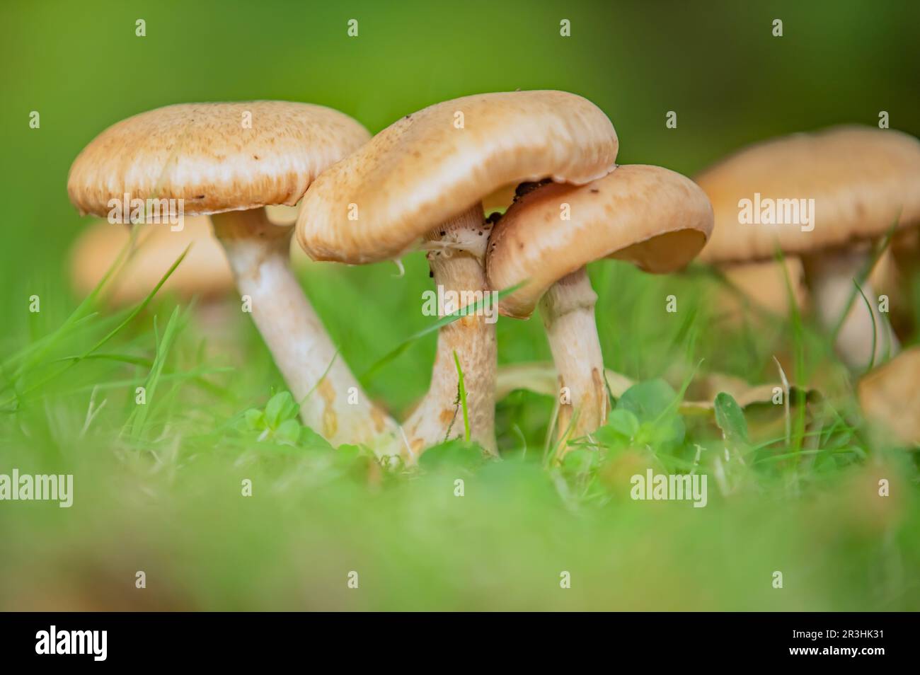 Hallimasch Stockfoto