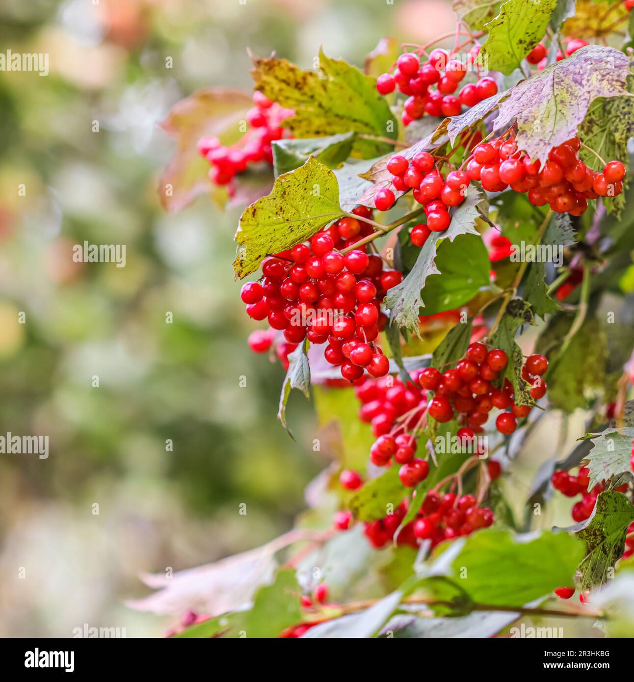 Rote Beeren von Viburnum auf den Zweigen des Gartens. Unscharfer Herbsthintergrund Stockfoto