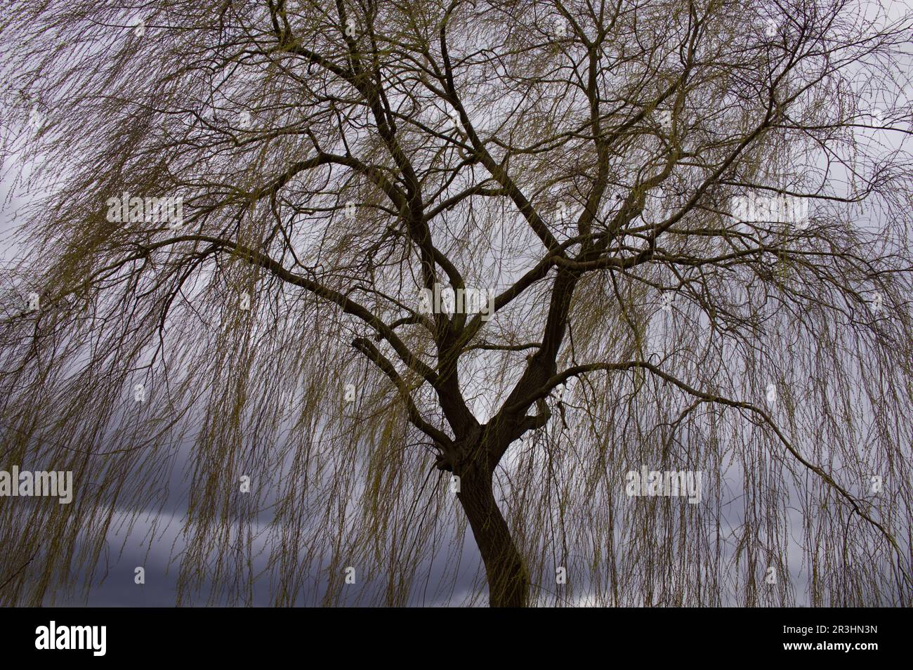 Weinweide (Salix babylonica) Stockfoto