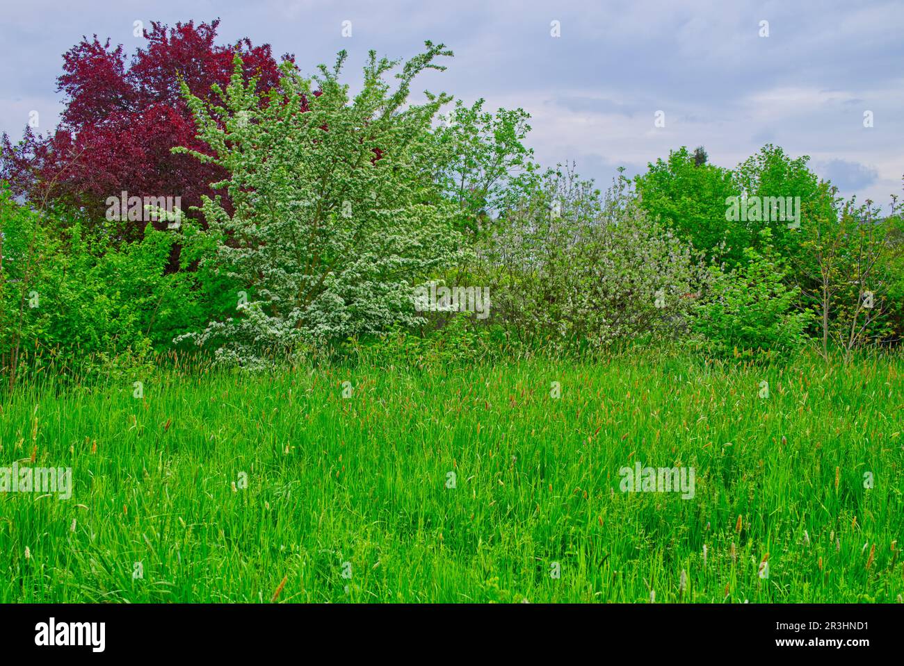 Farbenfrohe Büsche im Frühling und eine tiefe grüne Wiese im Vordergrund Stockfoto