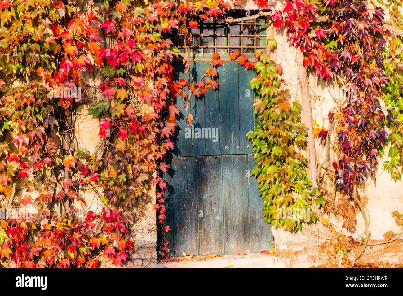Veitchii boston ivy Fotos und Bildmaterial in hoher Auflösung Alamy
