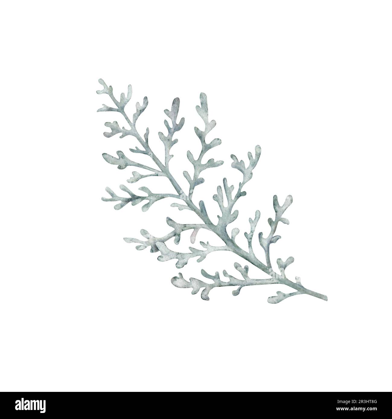 Dusty Miller, Silver Jacobaea Marihutima-Pflanze. Winterbotanische Blätter. Handgezeichnete Aquarelldarstellung. Blumendesign für Hochzeitseinladungen Stockfoto