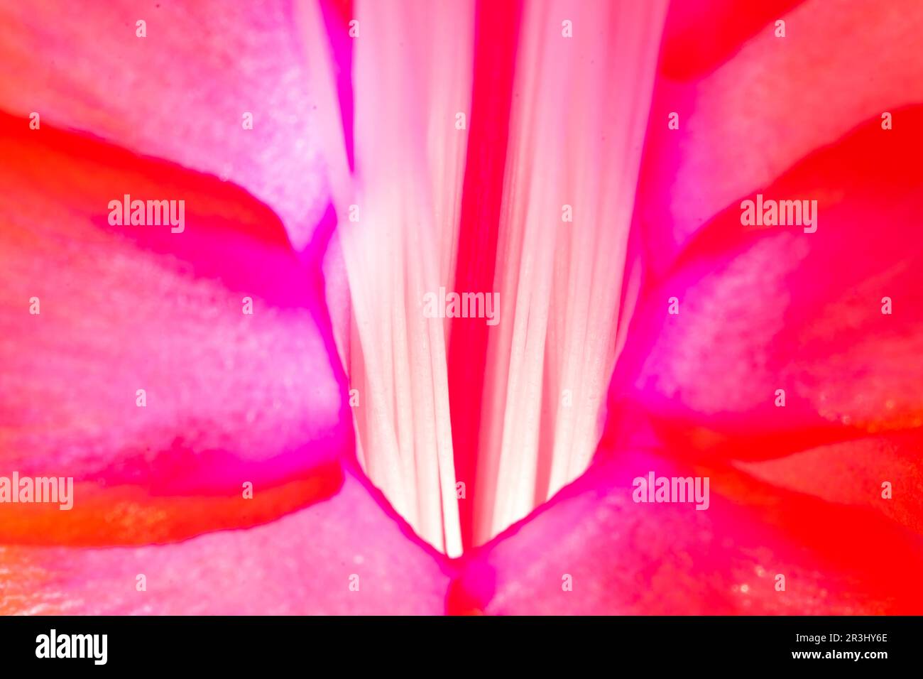 Makroansicht des Weihnachtskaktus-Filaments. Blütenanatomie. Schlumbergera bridgesii im Fokus. Stockfoto