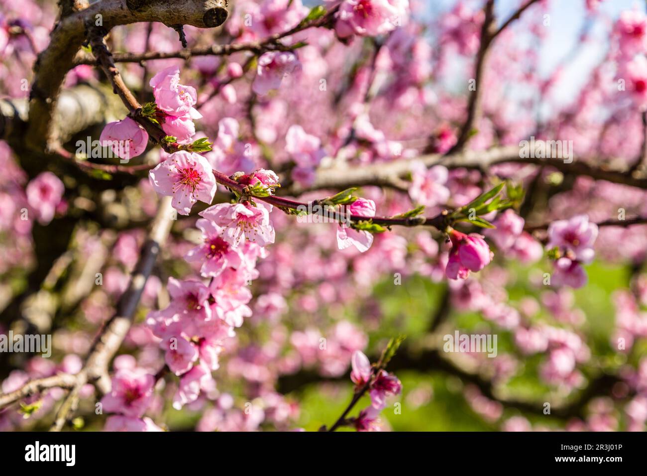 Mit Fungiziden behandelte Anbauflächen von Pfirsichbäumen Stockfoto