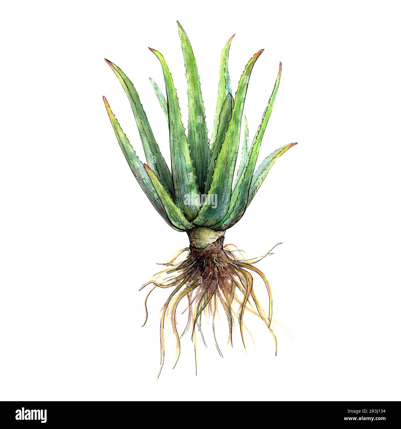 Aquarell botanische Zeichnung einer ganzen Aloe Vera-Pflanze mit Stielen  und Blttern und Wurzeln auf weiem Hintergrund. Realistisches  detailliertes Bild zur Veranschaulichung Stockfotografie - Alamy