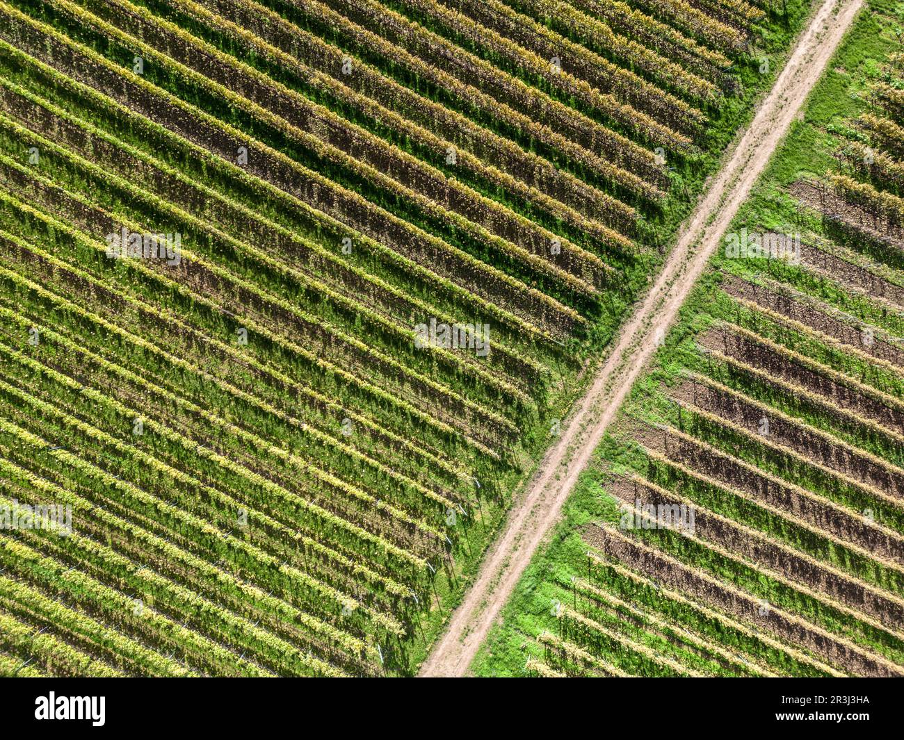 Luftaufnahmen von Weinbergen in Rheinhessen Stockfoto