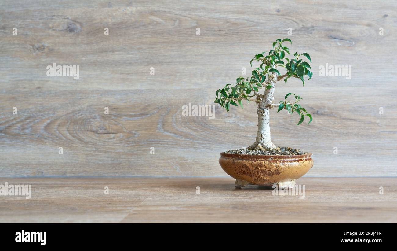 Weinende Feige, Ficus benjamina als Bonsai vor einem Holzhintergrund mit Kopierbereich auf der linken Seite Stockfoto