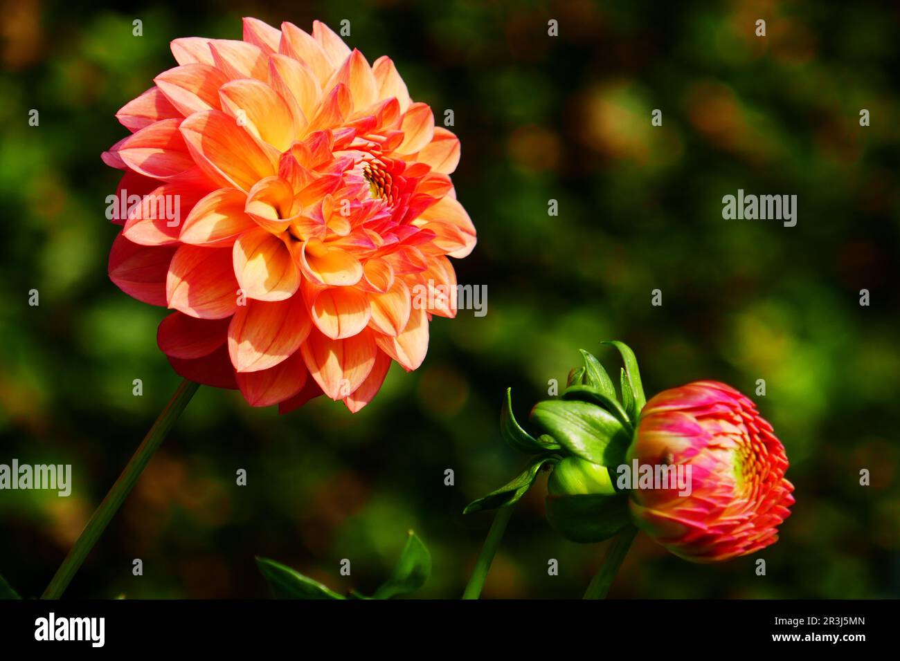 Ball Dahlia, Fabians Stockfoto