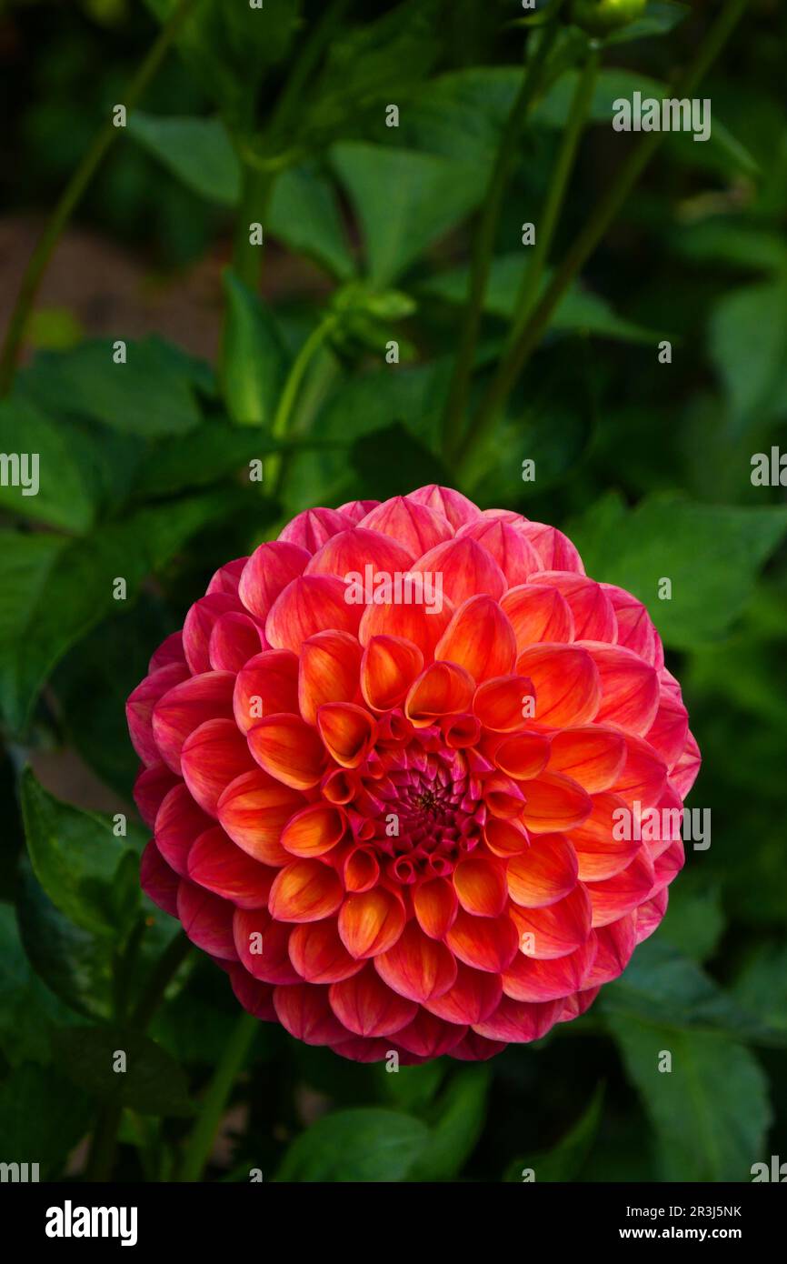 Ball Dahlia, Robin Hood Stockfoto