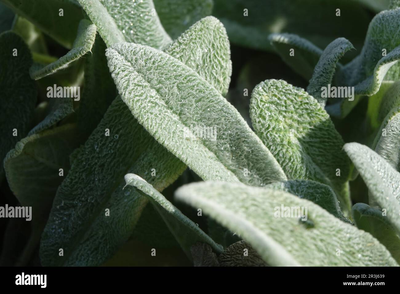 Stachys lanata, Lammohr Stockfoto