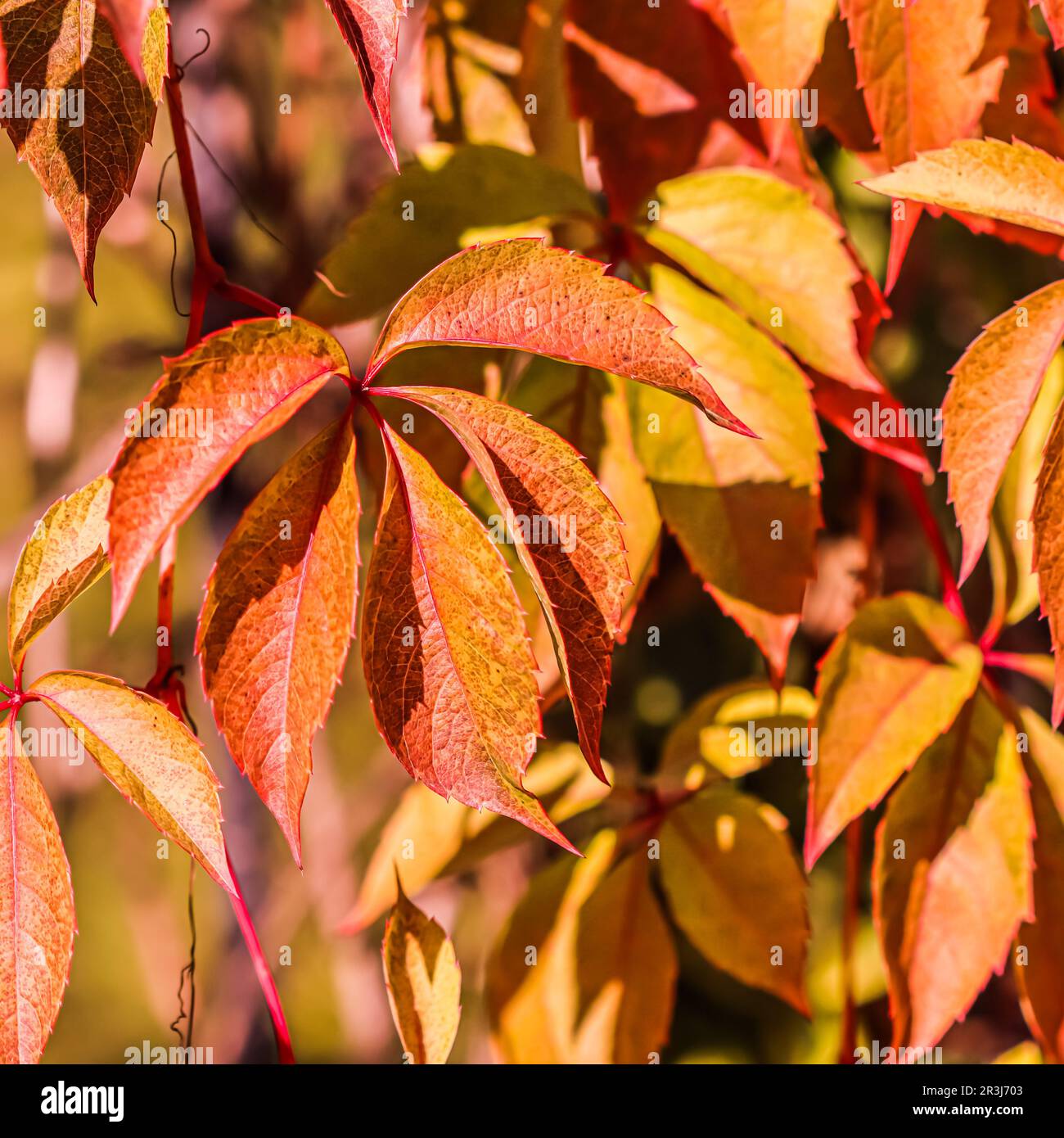 Farbenfroher Herbsthintergrund. Rote und gelbe Blätter aus Mädchentrauben Stockfoto