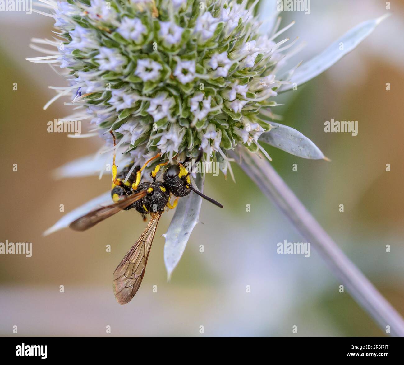 Bienenjagd-Wespe „Cerceris rybiensis“. Stockfoto