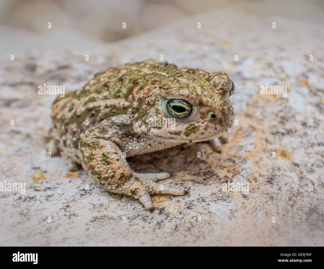 Natterjack Kröte Epidalea calamita Jugendliche Stockfoto