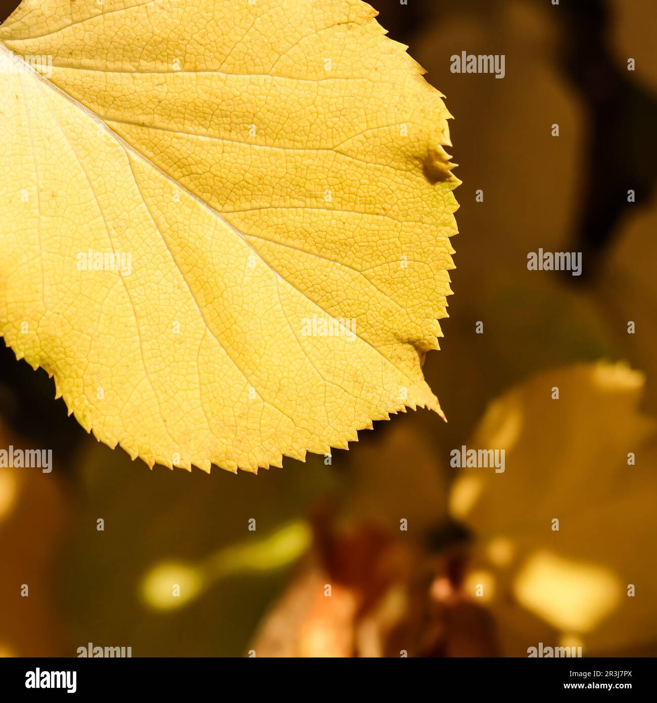 Gelbes Blatt auf dem Hintergrund von Fallblättern im Herbst. Natürlicher Hintergrund Stockfoto